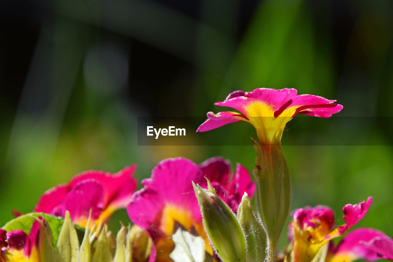 CLOSE-UP OF PINK FLOWERS BLOOMING