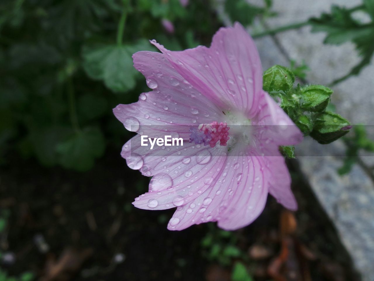 Dew drops on pink flower in garden