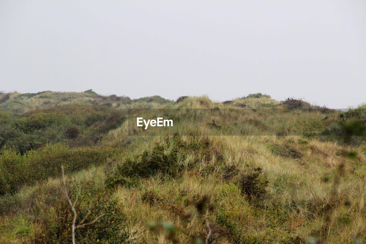 Scenic view of landscape against clear sky