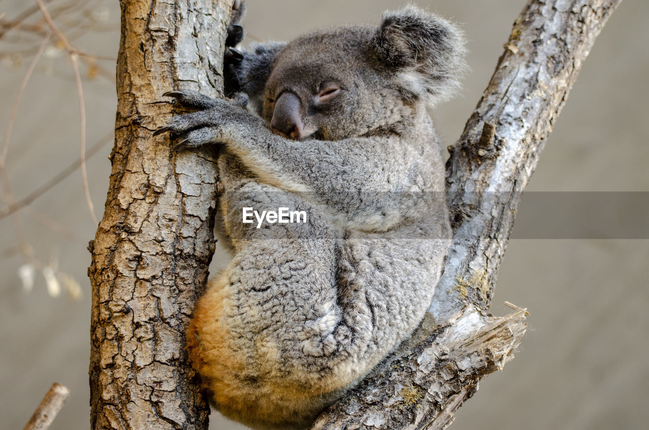 Close-up of animal sleeping on tree trunk