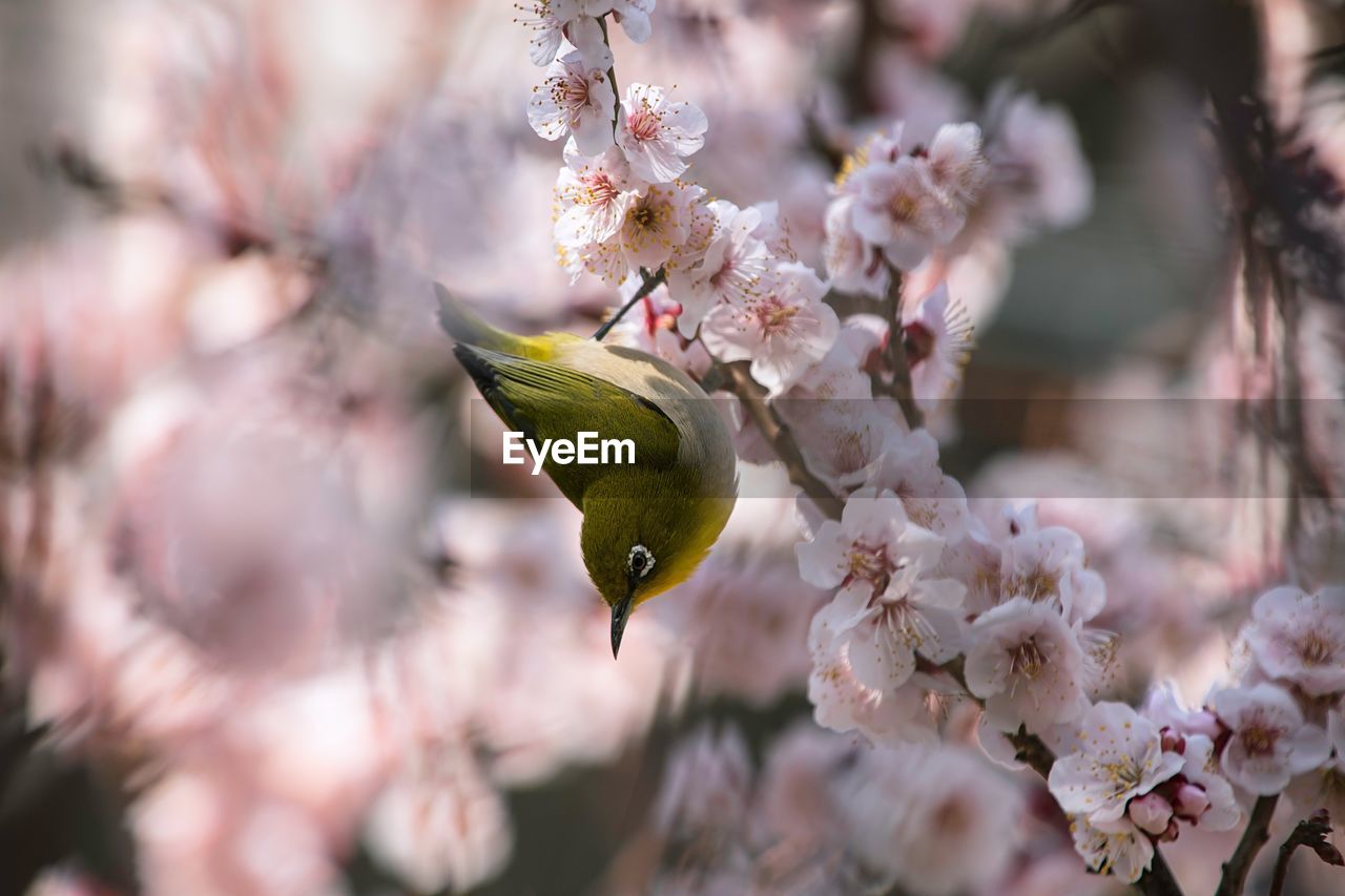 Close-up of bird perching on blossoms in spring