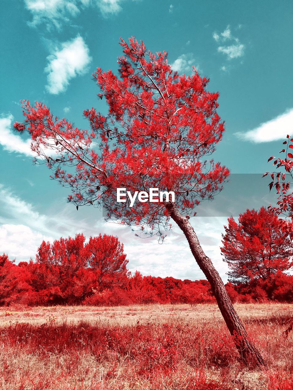 Red flowering tree against sky during autumn