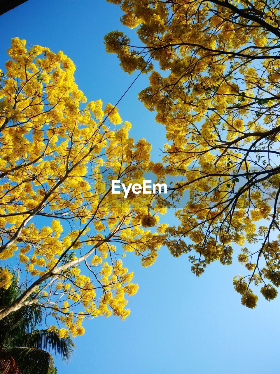 LOW ANGLE VIEW OF TREE AGAINST SKY