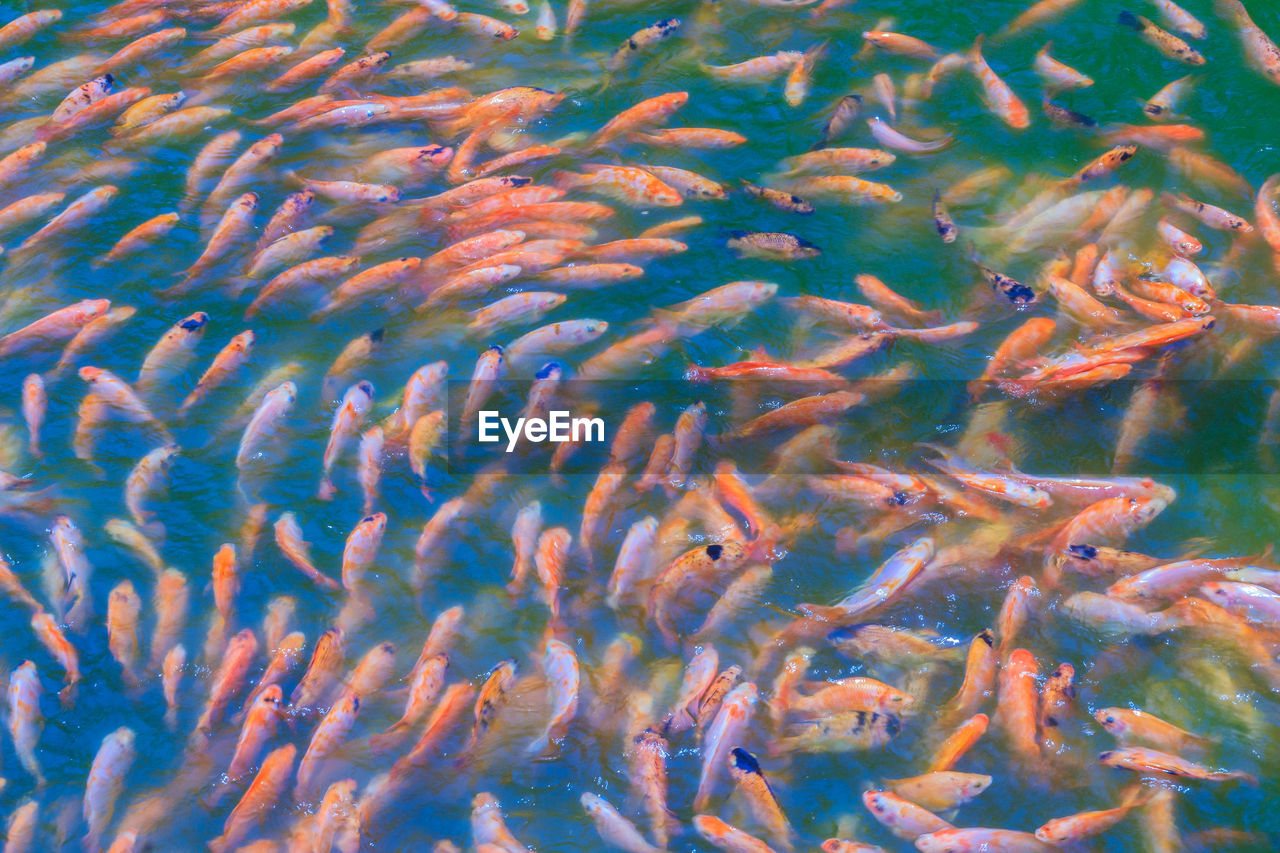 HIGH ANGLE VIEW OF KOI FISHES SWIMMING IN WATER