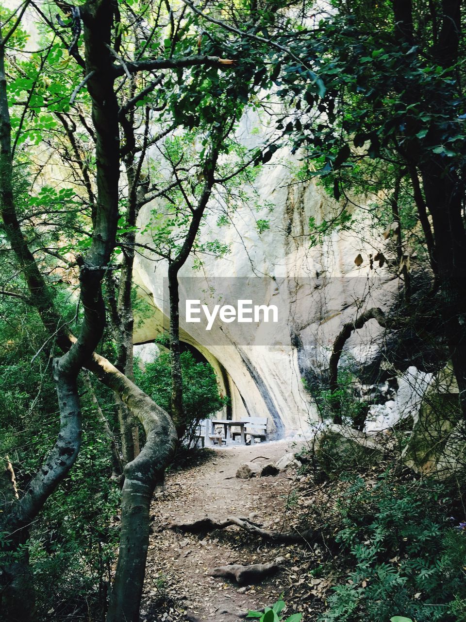 ROAD AMIDST TREES AT FOREST