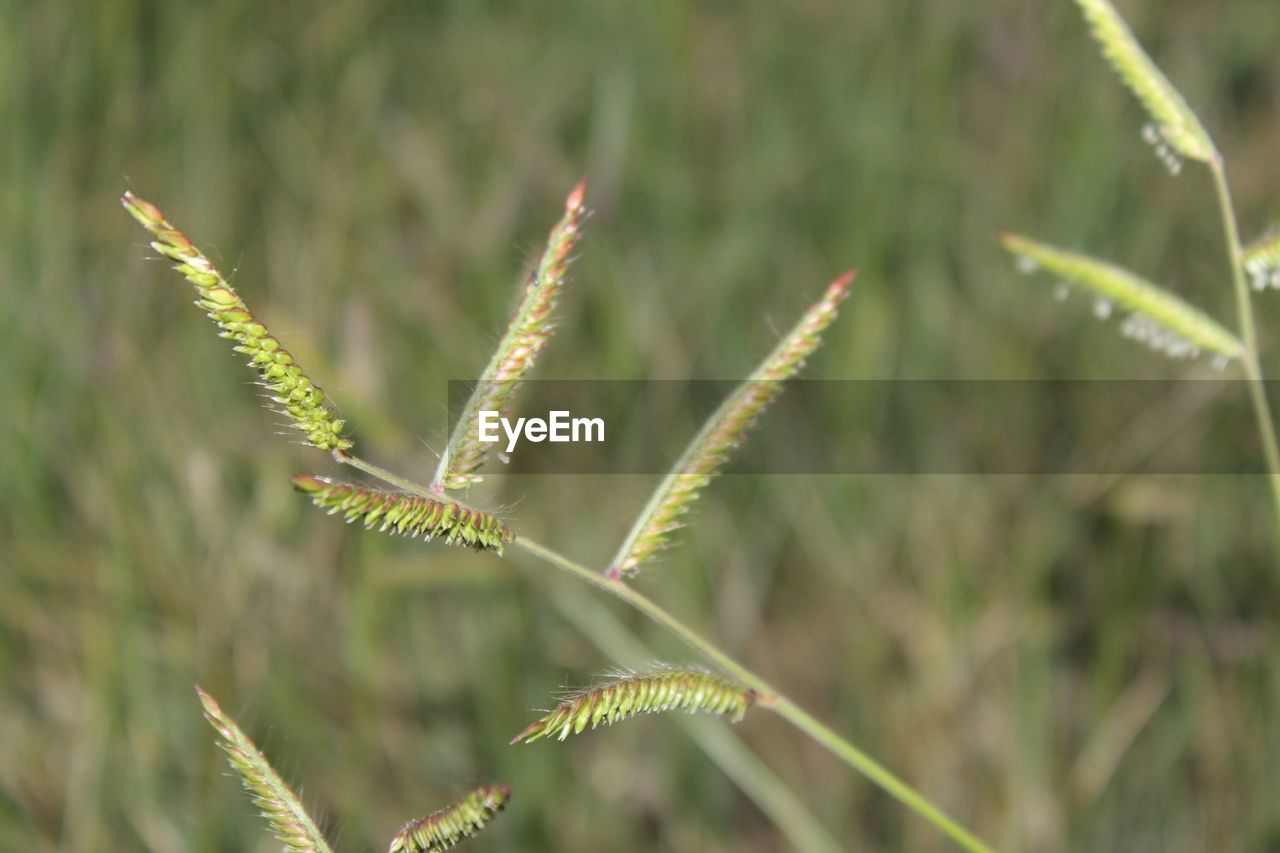 Landscape grass