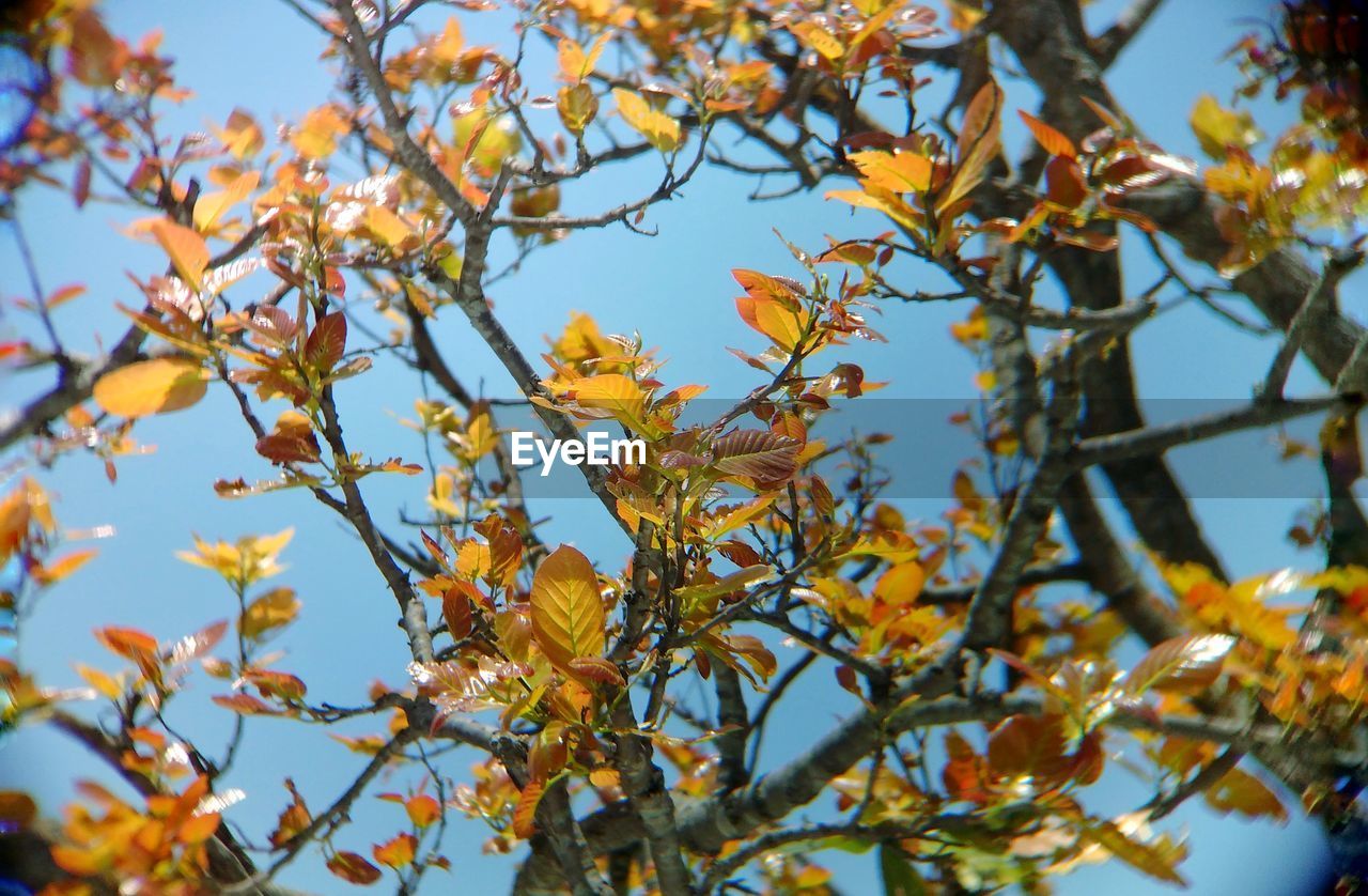 LOW ANGLE VIEW OF TREES AGAINST SKY