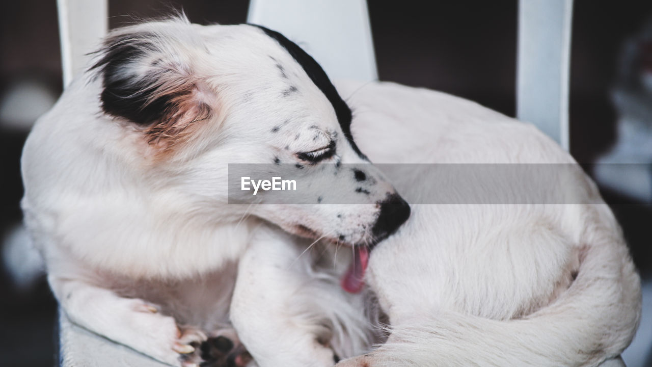 Close-up of dog sleeping