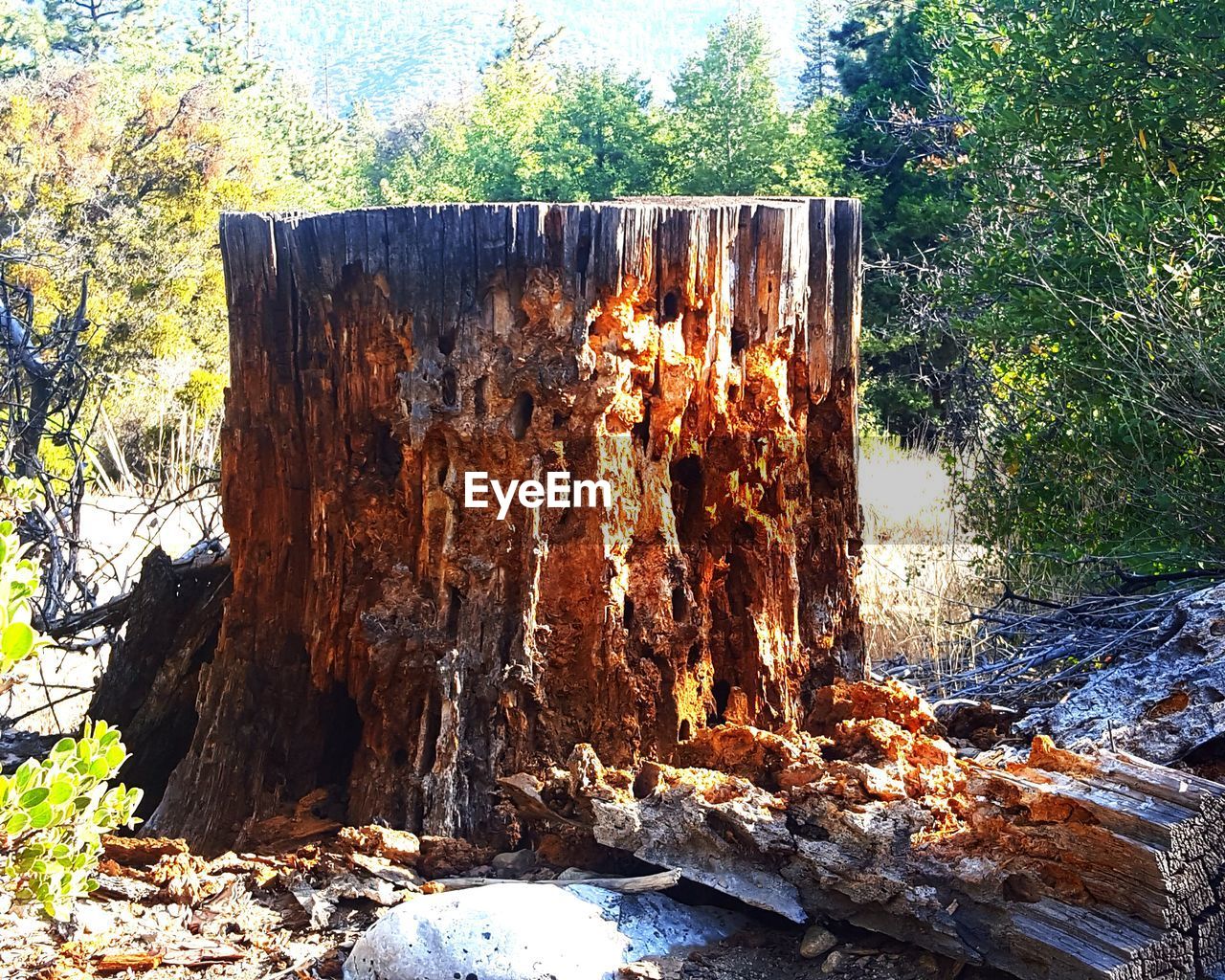 CLOSE-UP OF TREE TRUNK