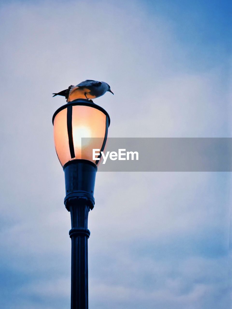 LOW ANGLE VIEW OF BIRD PERCHING ON ILLUMINATED STREET LIGHT