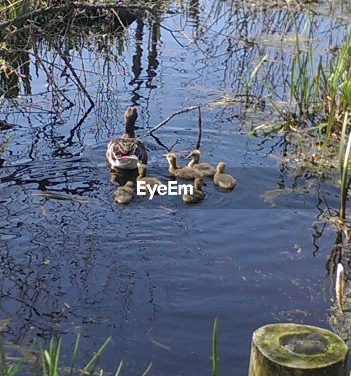 HIGH ANGLE VIEW OF DUCKS FLOATING ON LAKE