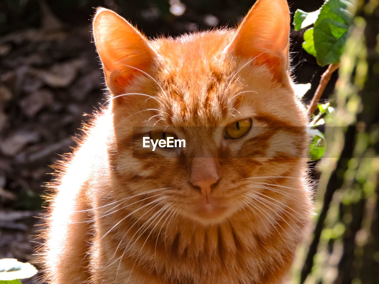 PORTRAIT OF CAT OUTDOORS