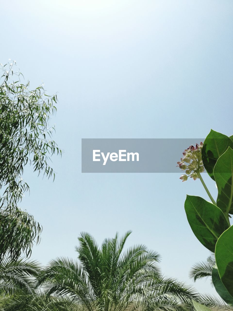 Close-up high section of plants against clear sky