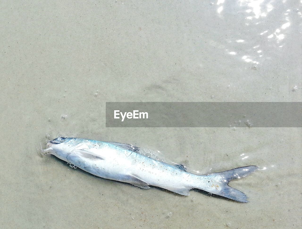 High angle view of dead fish on beach