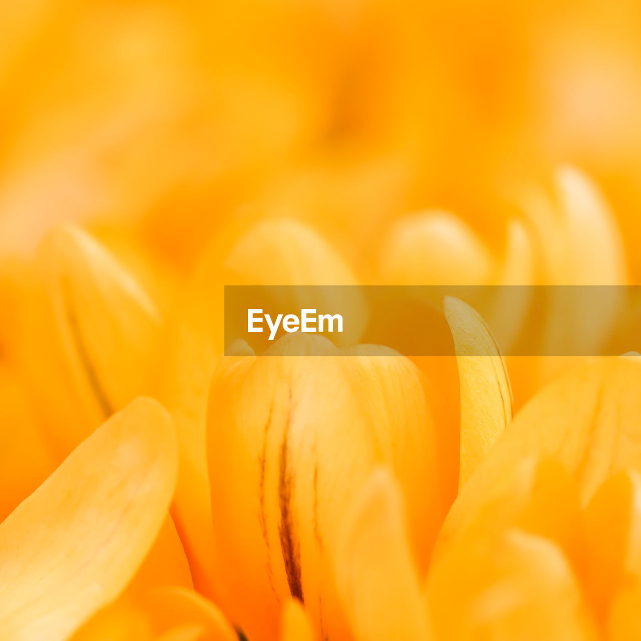 full frame shot of orange flower