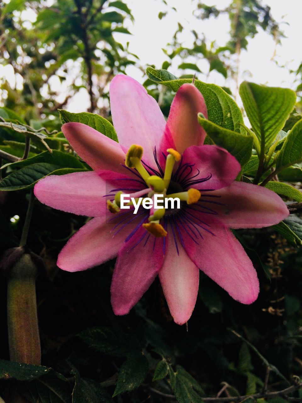 CLOSE-UP OF PINK FLOWER BLOOMING IN PARK