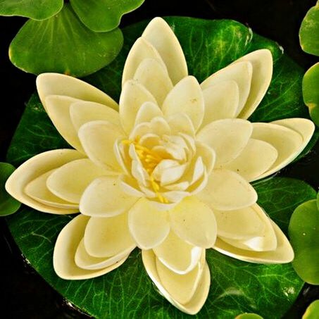 CLOSE-UP OF WHITE FLOWERS ON WATER