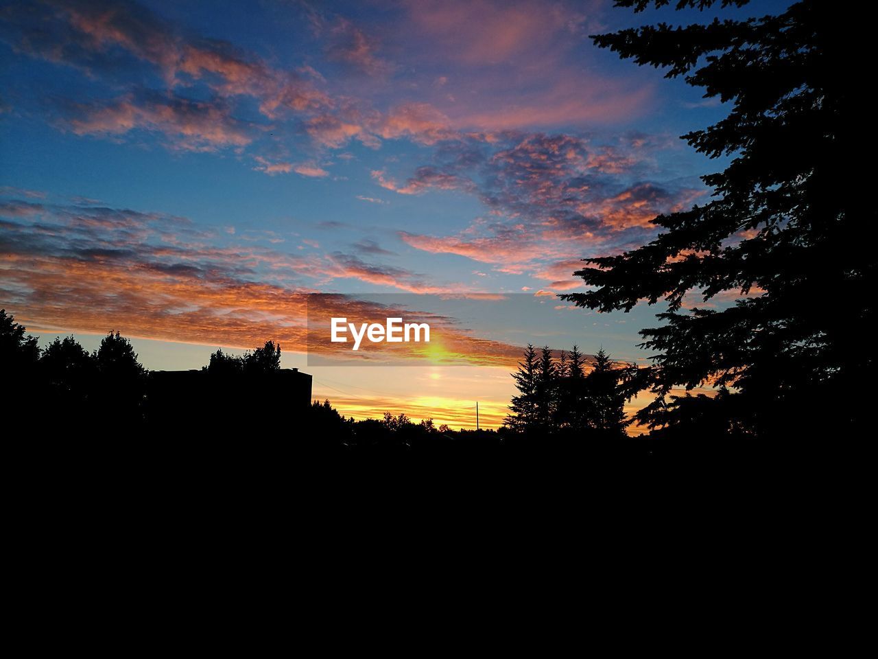 SILHOUETTE TREES AT SUNSET