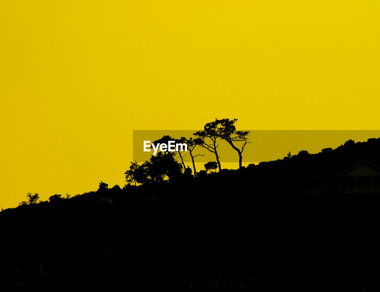 Silhouette trees against yellow sky