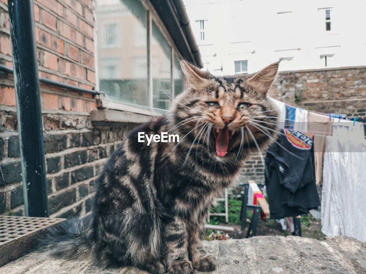 CAT LOOKING AT A WINDOW