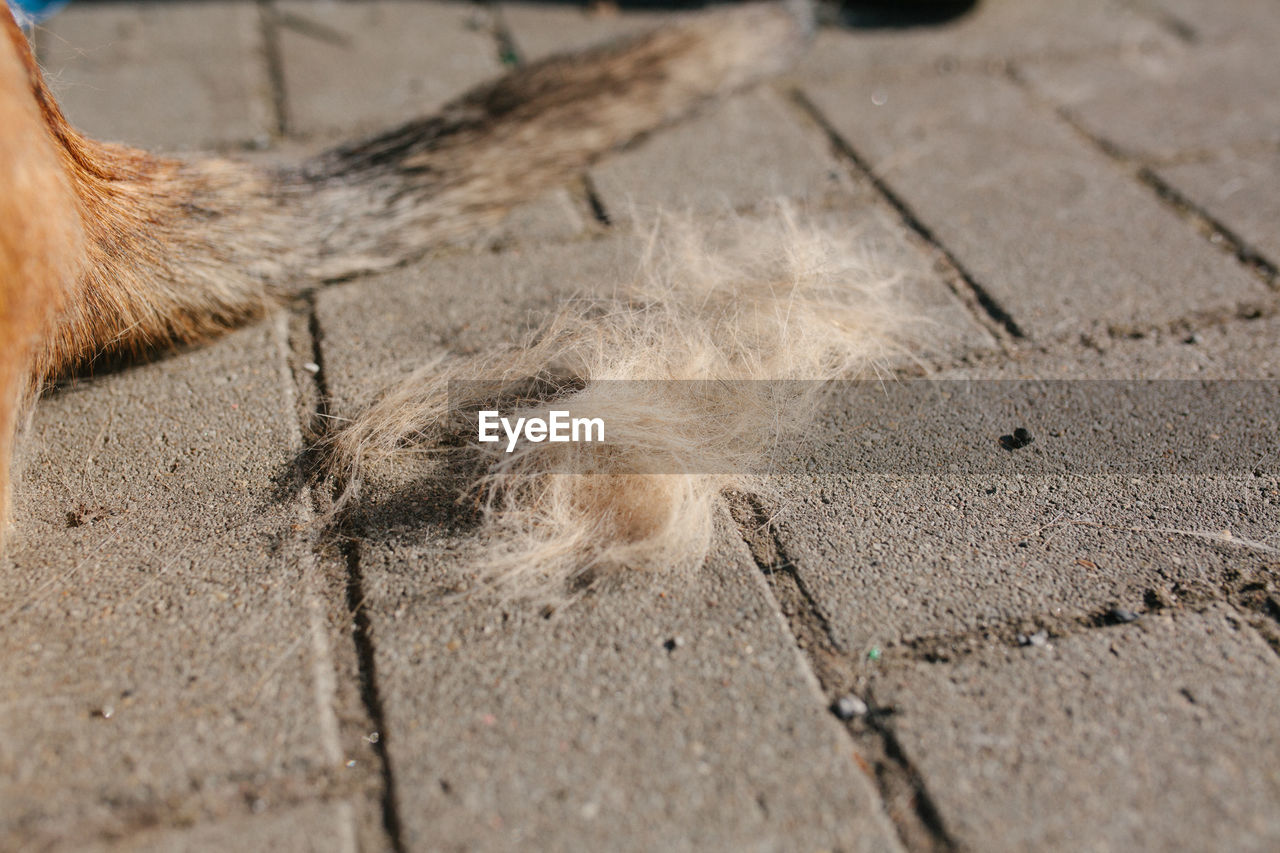 Dog hair after brushing