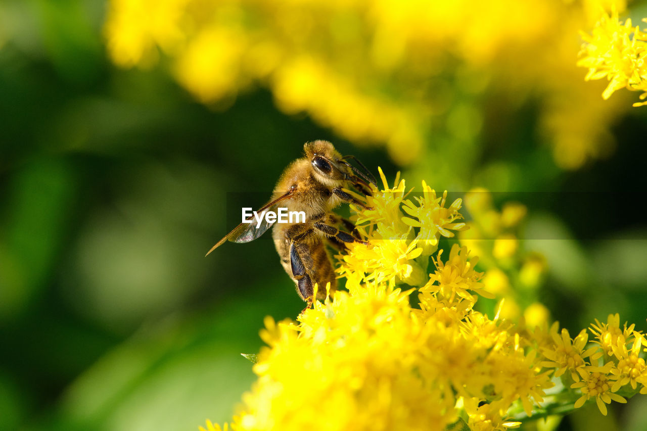 Bee sitting on a yellow plant