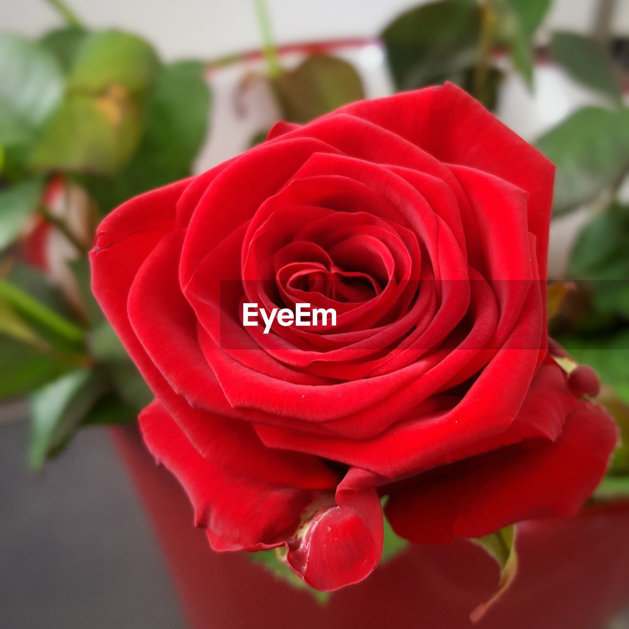 CLOSE-UP OF RED ROSES BLOOMING OUTDOORS