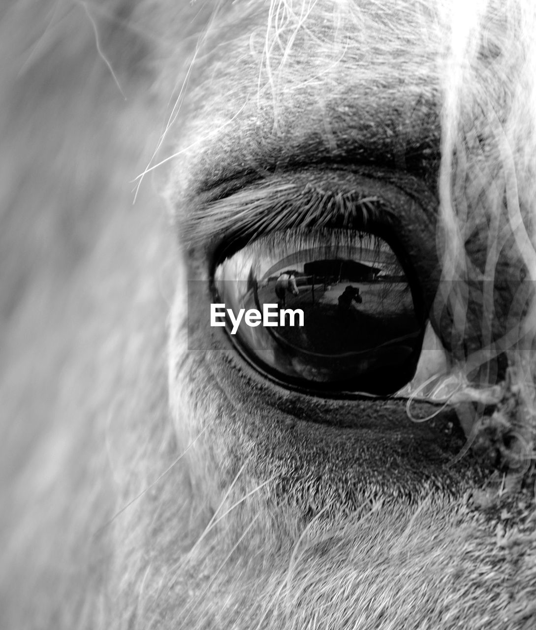 Close-up of horse eye