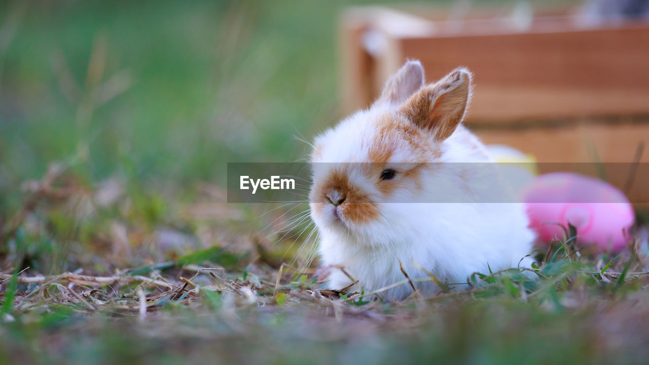 pet, animal, animal themes, mammal, one animal, rabbits and hares, domestic animals, domestic rabbit, rabbit, grass, selective focus, plant, cute, no people, rodent, whiskers, nature, animal wildlife, young animal, close-up, flower, outdoors, animal body part, day, fluffy
