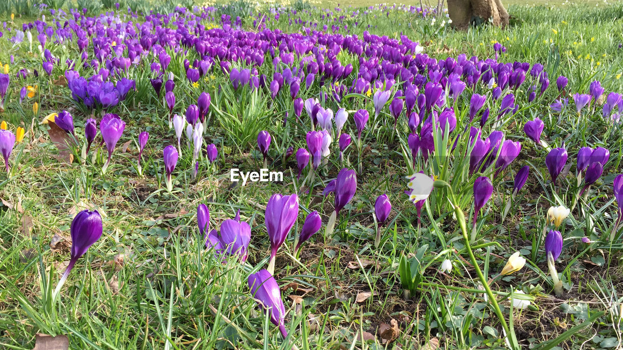 CLOSE-UP OF PURPLE CROCUS BLOOMING ON FIELD