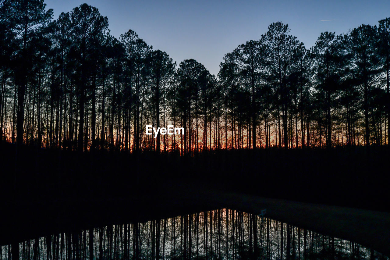 Low angle view of trees against sky at sunset