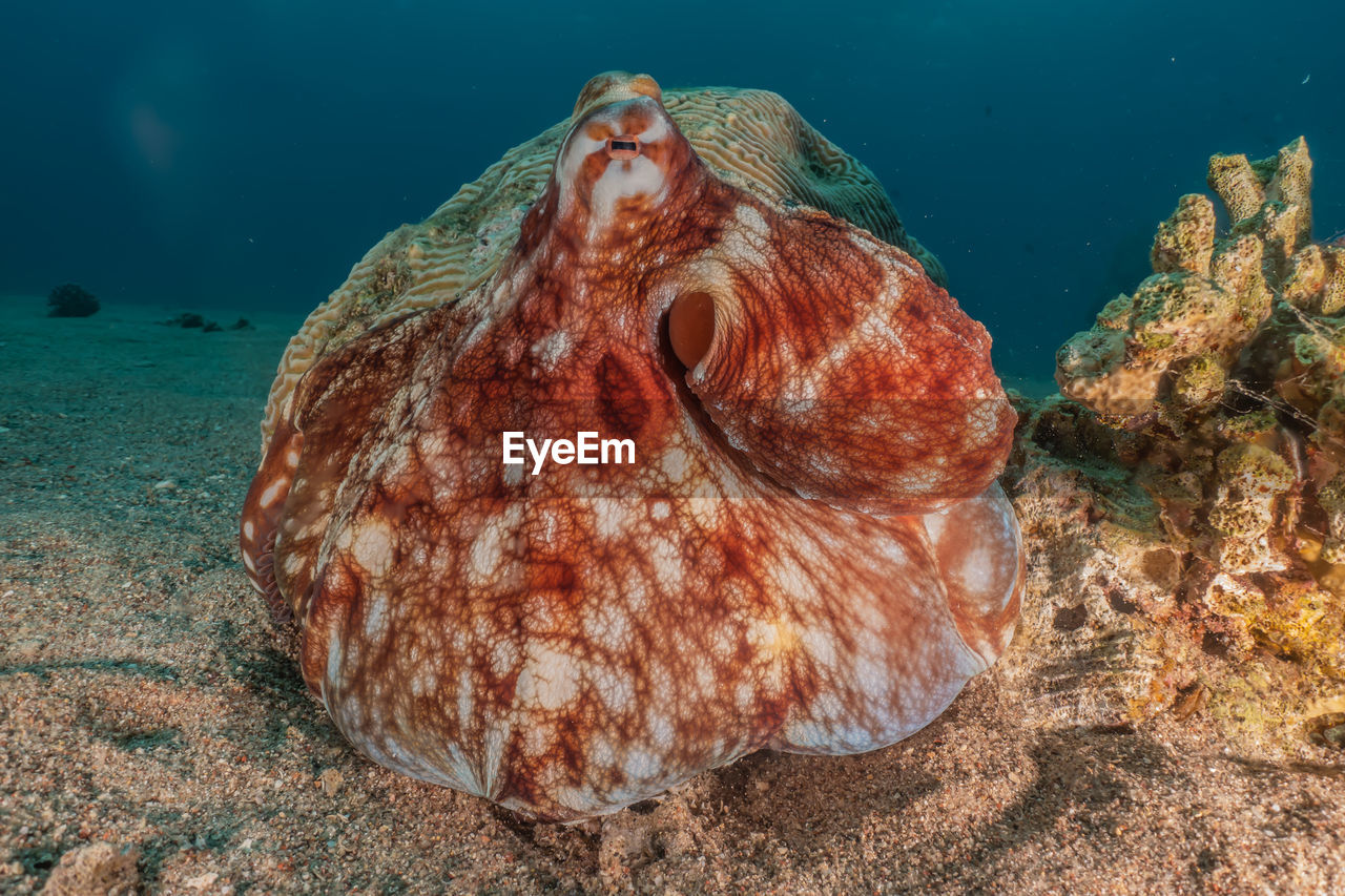 Octopus king of camouflage in the red sea, eilat israel