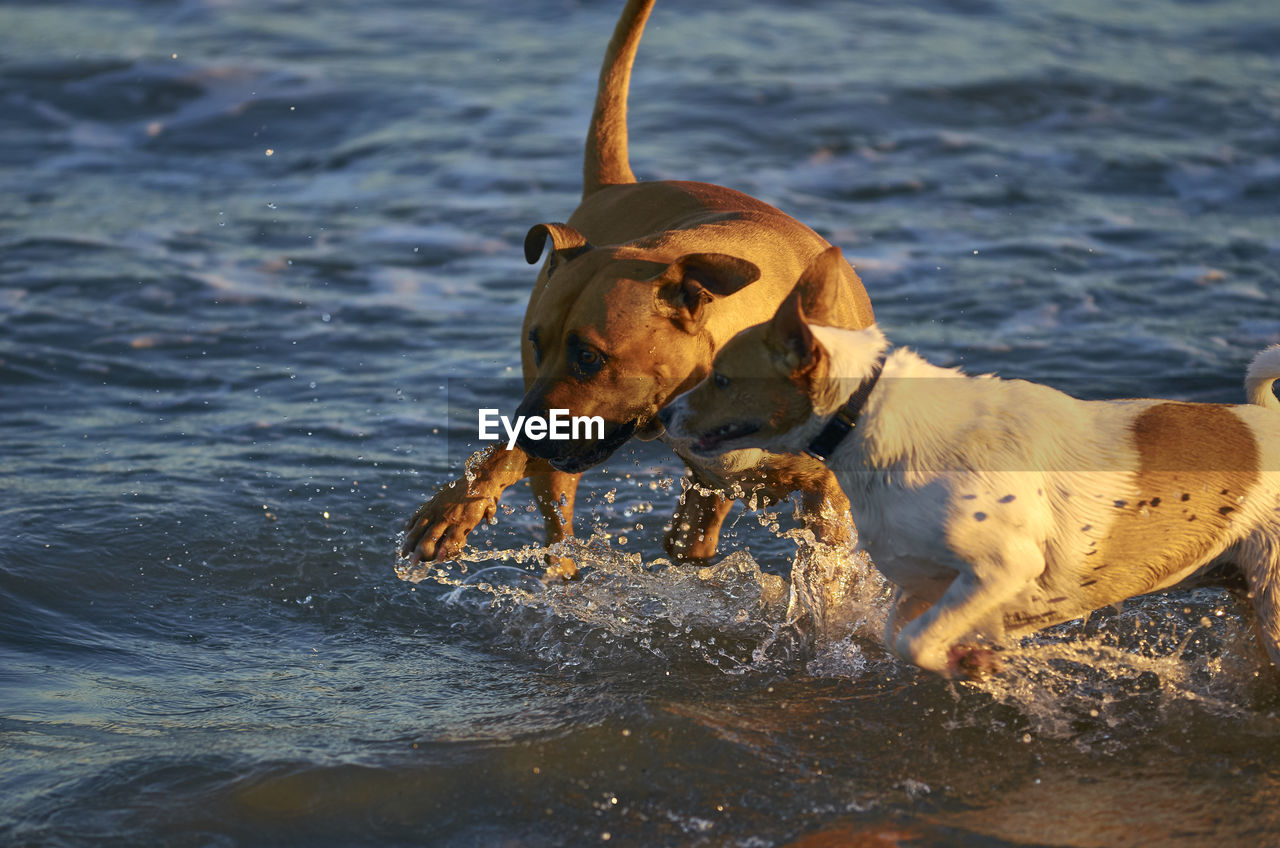 DOG IN THE SEA