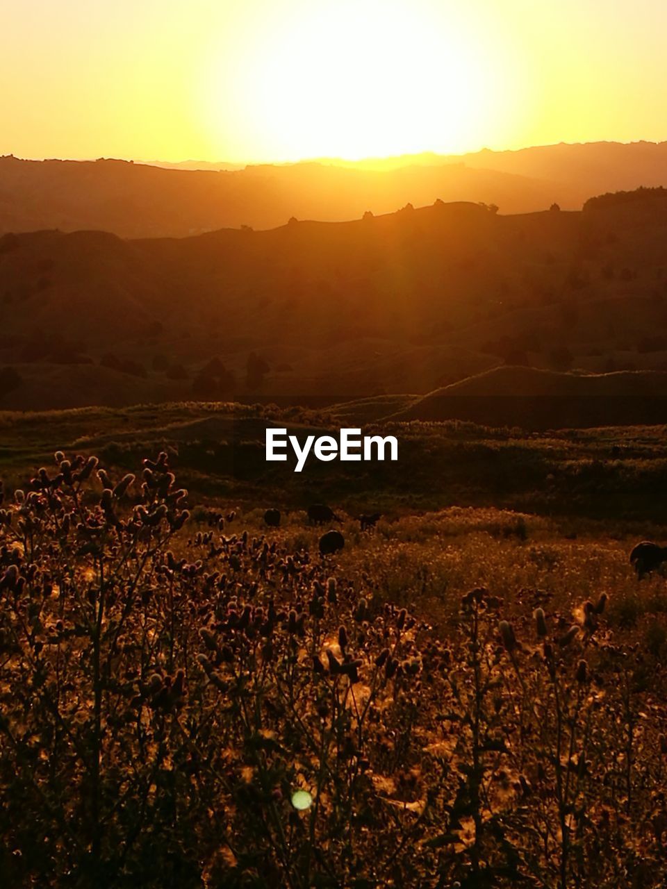SCENIC VIEW OF FIELD AGAINST SKY AT SUNSET