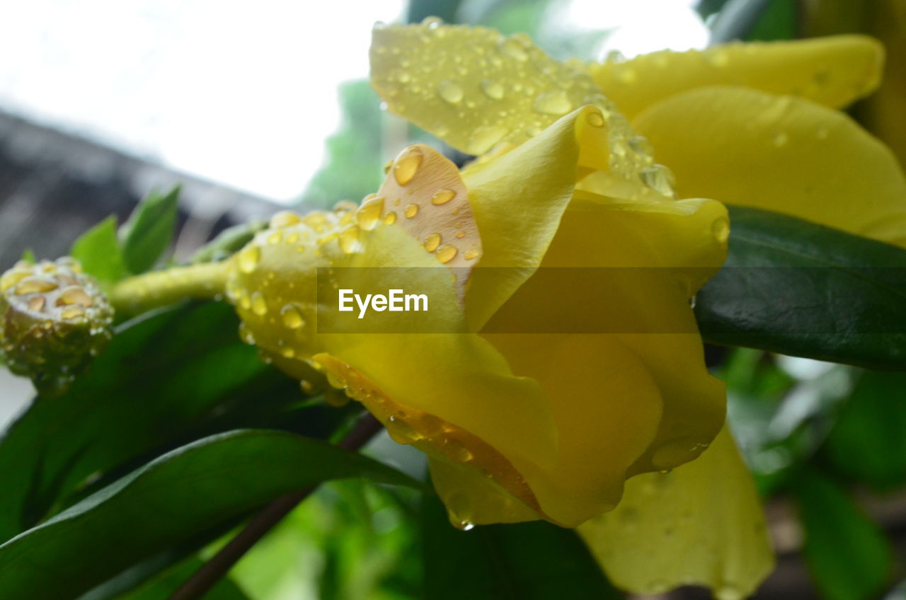 CLOSE-UP OF WET YELLOW FLOWER