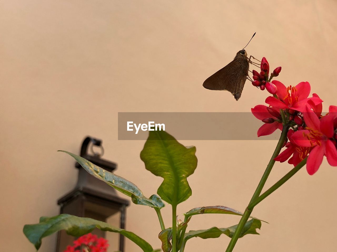 CLOSE-UP OF BUTTERFLY PERCHING ON PLANT AGAINST RED WALL