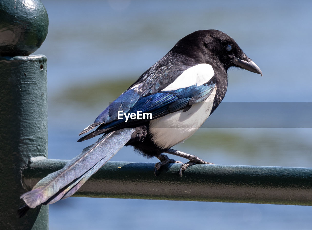 bird, animal themes, animal, animal wildlife, blue, wildlife, one animal, beak, perching, crow-like bird, nature, no people, outdoors, full length, day, wood, close-up, focus on foreground, wing