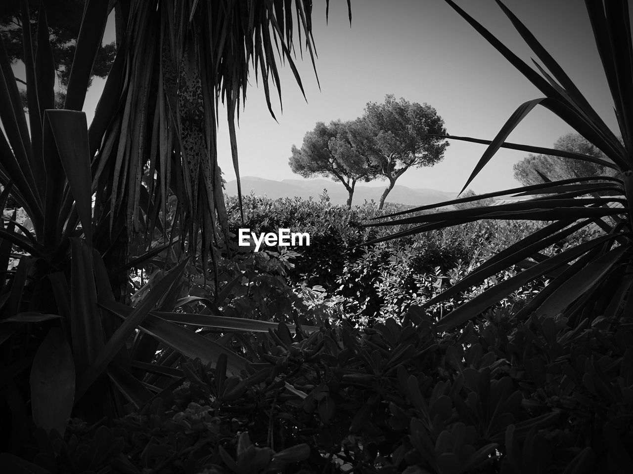 Fresh plants and trees against sky