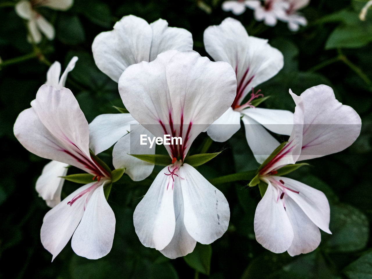 CLOSE-UP OF FLOWERING PLANT