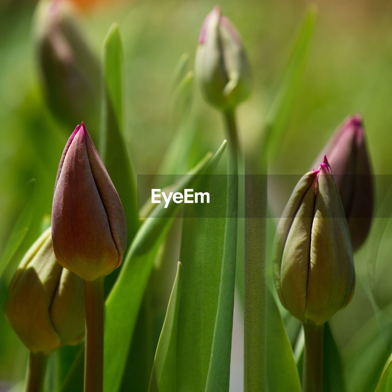 Close-up of tulips blooming outdoors