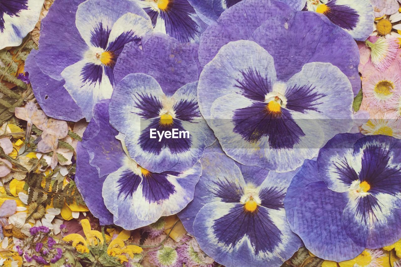 FULL FRAME SHOT OF PURPLE FLOWERING PLANT