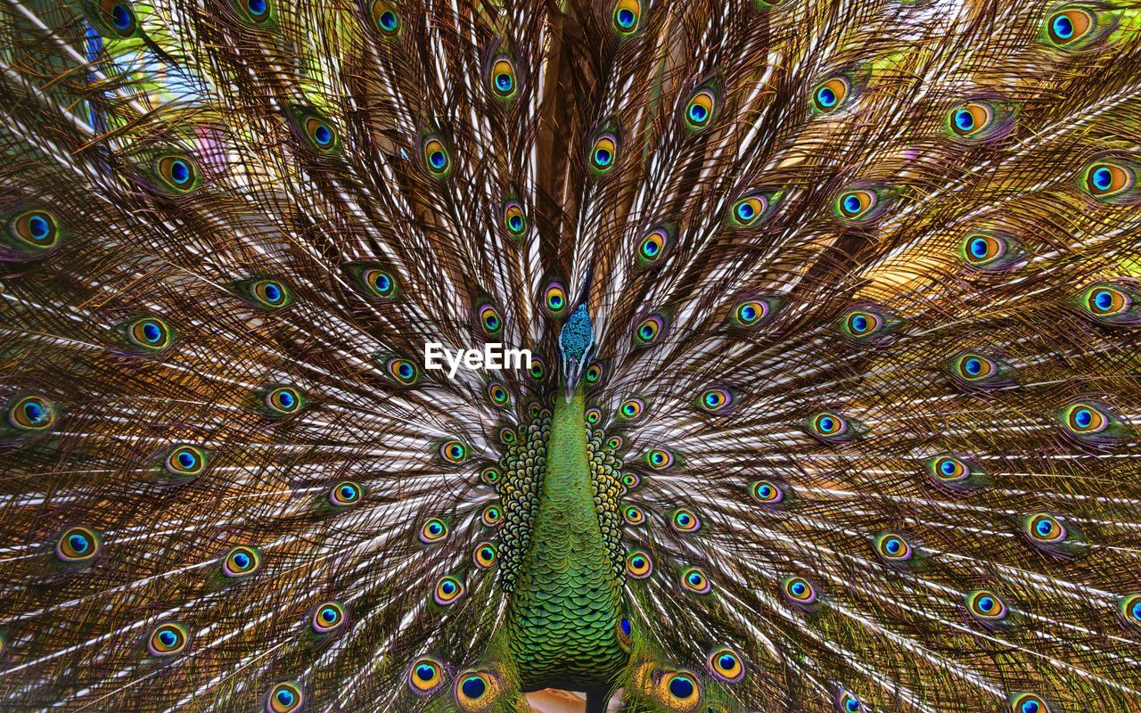 CLOSE-UP OF PEACOCK FEATHERS