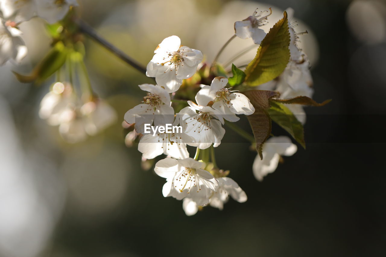 plant, flower, flowering plant, beauty in nature, freshness, fragility, springtime, blossom, branch, close-up, tree, macro photography, nature, growth, spring, white, produce, flower head, inflorescence, petal, cherry blossom, no people, food, focus on foreground, twig, outdoors, fruit, selective focus, botany, food and drink, fruit tree, pollen, apple tree, day