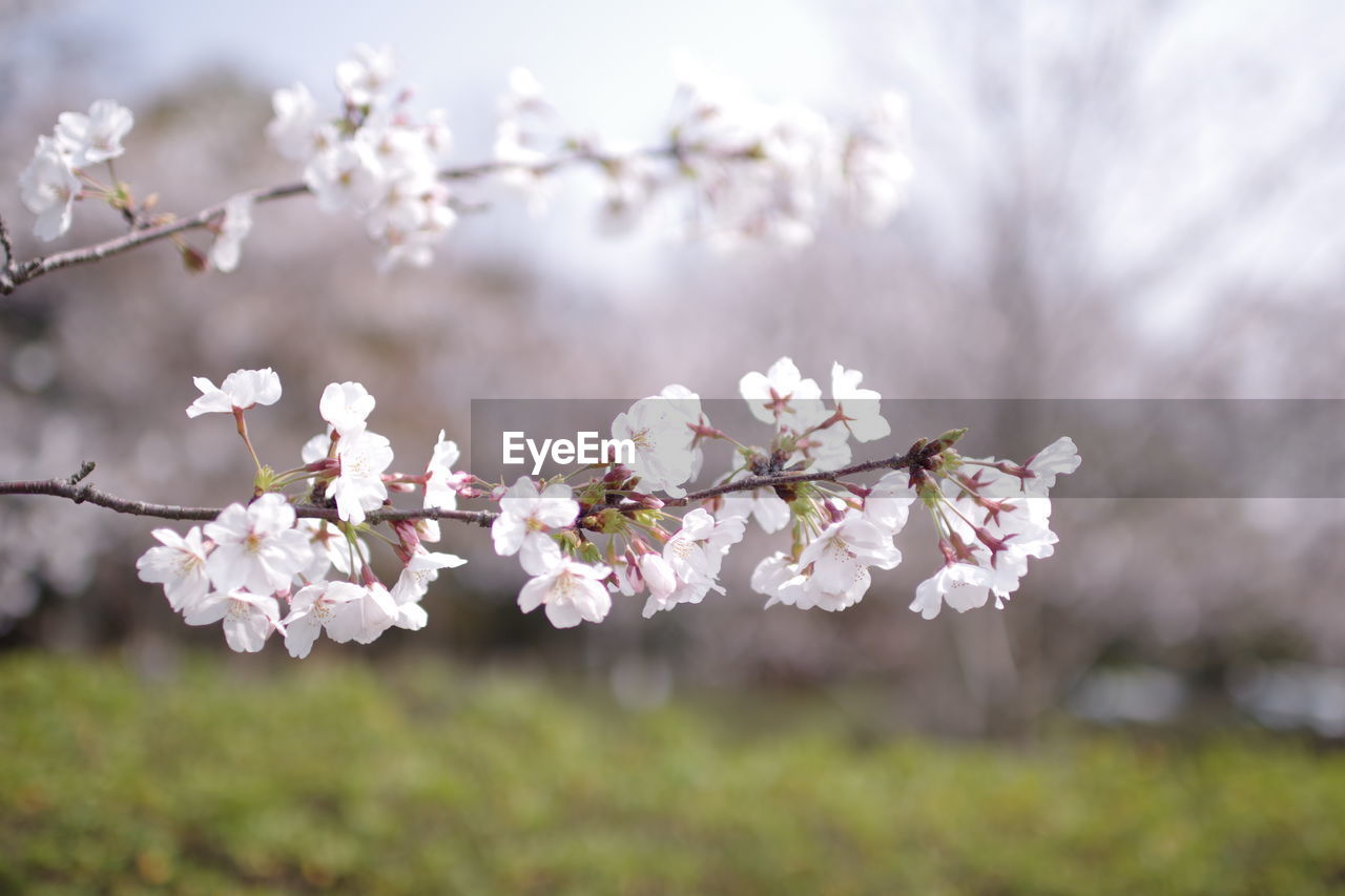 Close-up of white cherry blossom tree