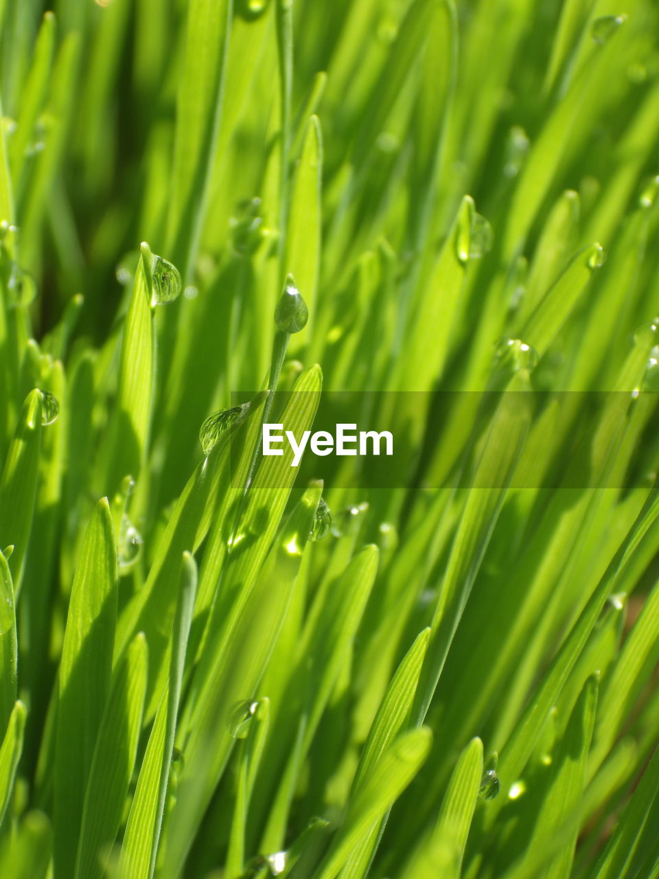 green, plant, growth, grass, nature, lawn, beauty in nature, backgrounds, grassland, no people, field, meadow, land, close-up, leaf, plant part, freshness, full frame, wheatgrass, environment, wet, water, plant stem, drop, agriculture, outdoors, lush foliage, foliage, flower, blade of grass, dew, moisture, selective focus, macro photography, day, sunlight, vibrant color, crop, summer, landscape, hierochloe