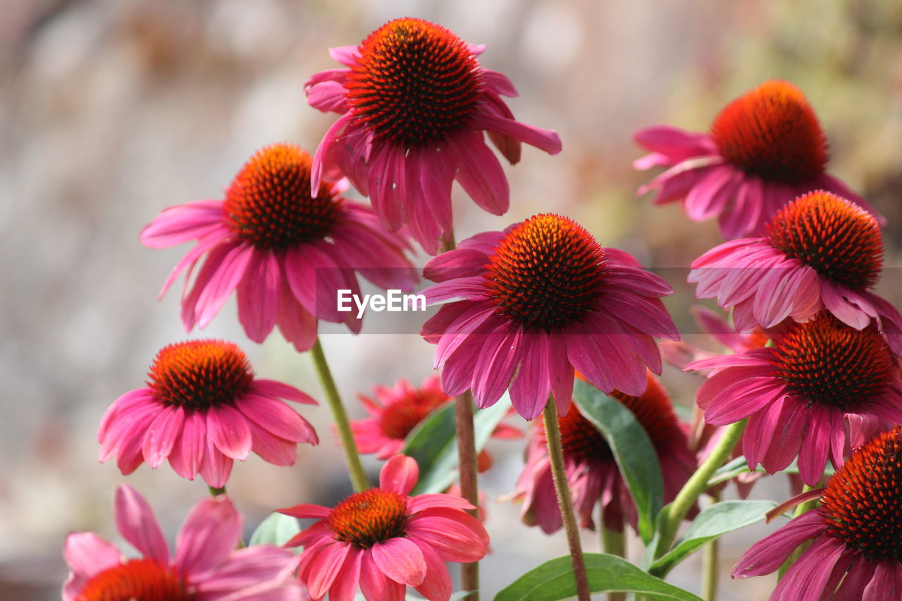 Close-up of pink flowers