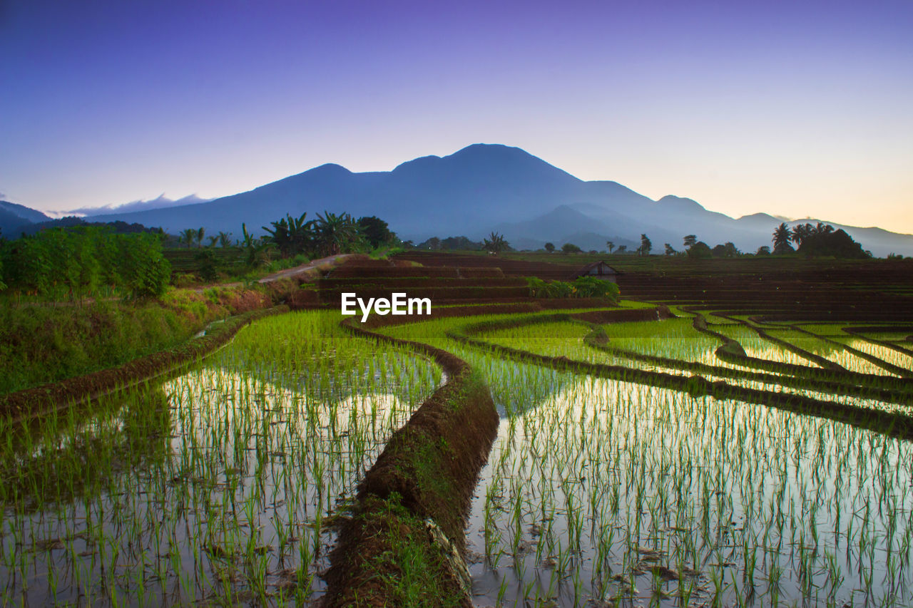 Beautiful morning view in indonesia. panorama of rice fields and terraces at sunrise