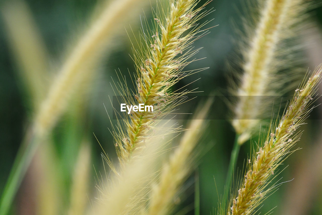 Close-up of wheat growing outdoors