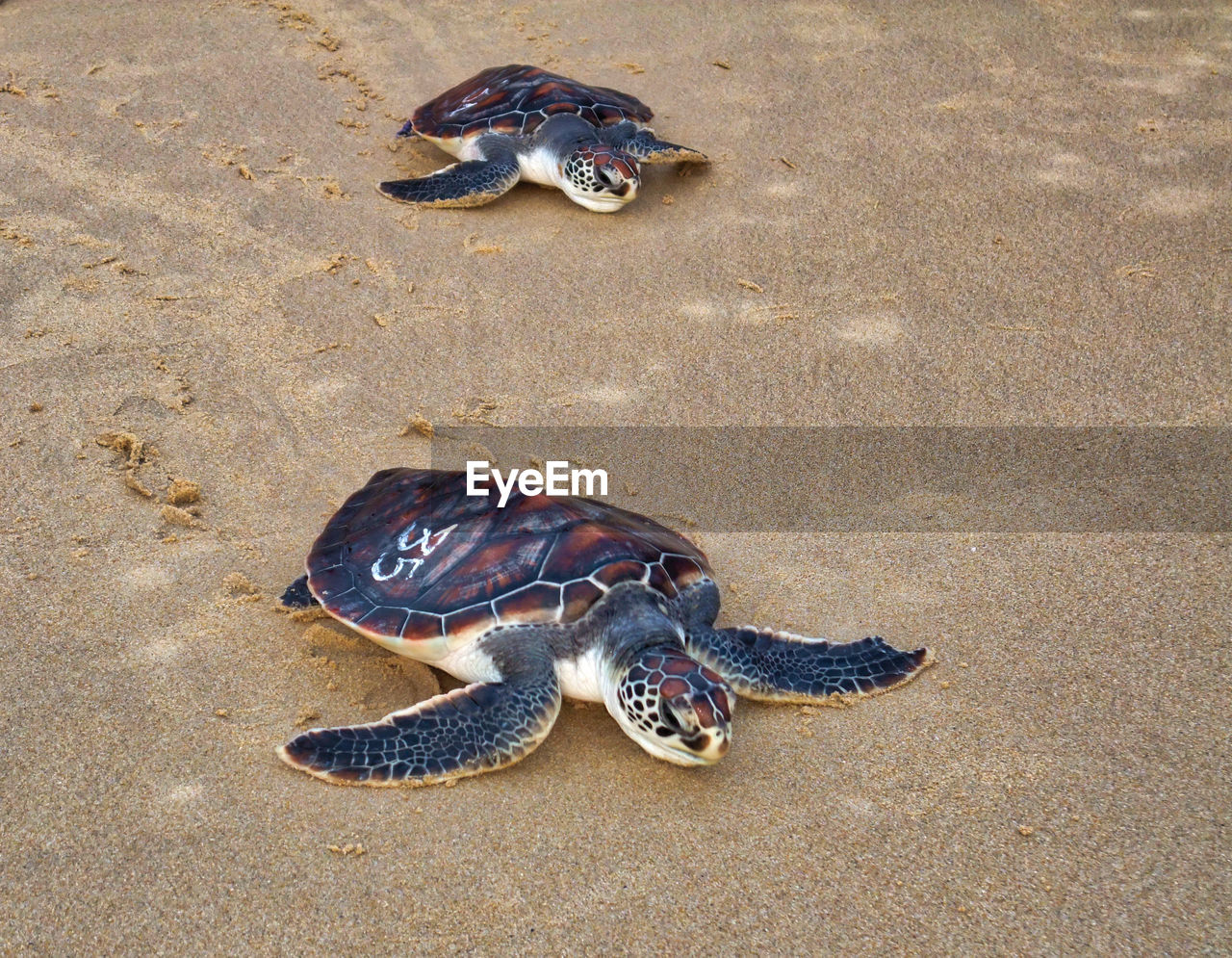 HIGH ANGLE VIEW OF A TURTLE ON SAND