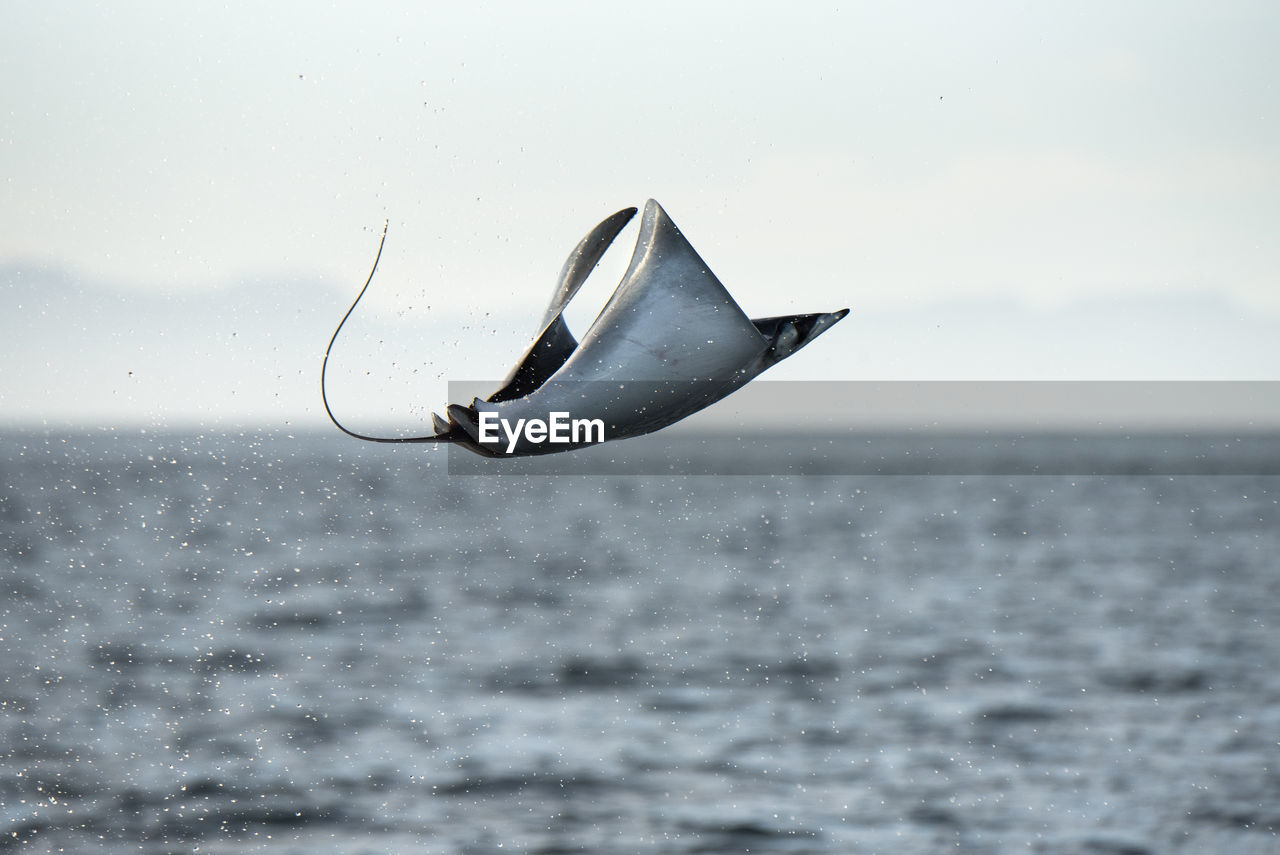 A mobula manta ray jumping out of the water at espíritu santo island.